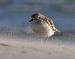 Dotterel