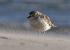 Dotterel