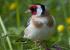 goldfinch