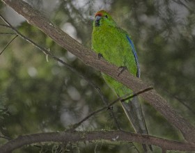 Kakariki