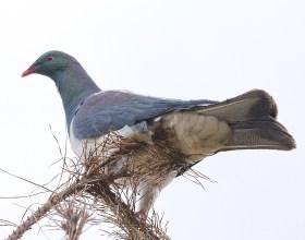 kereru1