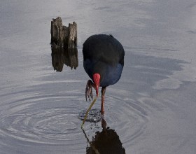 Pukeko1