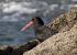 Variableoystercatcher