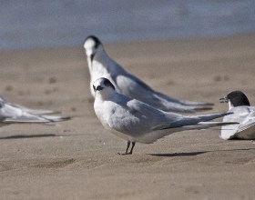 Whitefrontedtern