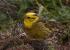 Yellowhammer